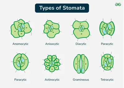 Google guide for stomatal arrangements