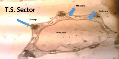 Google guide of microscopy of fennel